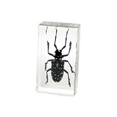 Free Asian Longhorned Beetle Magnet